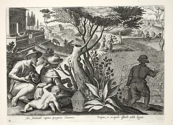 Lovecká křepelka, ilustrace z 
