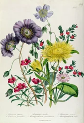 Calandrinia, tabule 18 z „Dámské květinové zahrady“, vydáno 1842