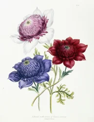 Pěstované dvojité odrůdy Anemone coronarial, 1843-49