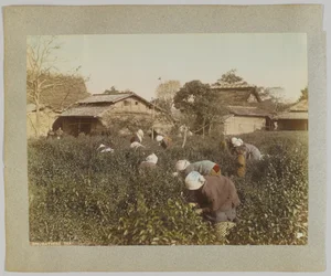 Sbírání čaje, Japonsko (ručně kolorovaná černobílá fotografie)