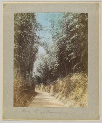 Cesta přes bambusový háj, Japonsko (ručně kolorovaná černobílá fotografie)