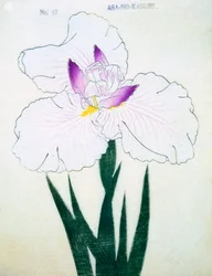 Mělký. Kasumi Arimura. 43, 1898