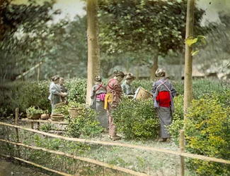 Sbírání čaje, kolem roku 1880