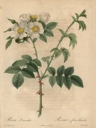 Bílá růže, Rosa leucantha.