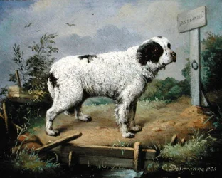 Newfoundland na nábřeží