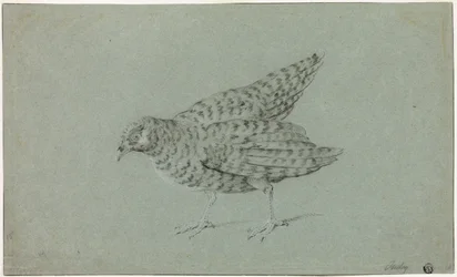 Koroptev