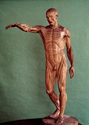Lidská anatomie. Écorché