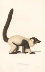 Černobílý lemur vari (Lemur macaco)
