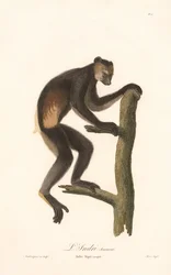 Černý indri (Indri Niger)