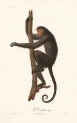 Černý chvostan (Simia paniscus)