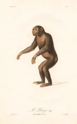Šimpanz (Simia troglodytes)