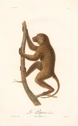 Pavián šplhavý (Simia Sphinx, Variety a)