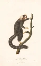 Marmoška obecná (Simia jacchus)
