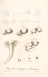 Srovnávací anatomie primátů, první deska