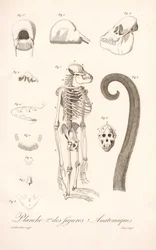 Srovnávací anatomie primátů, druhá deska