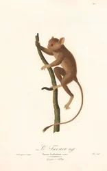 Tarsier Daubentonův (Tarsius daubentoni)