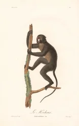 Opice skvrnitá (Simia nictitans)