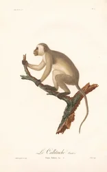 Zelená opice (Simia Sabaea, varianta A)