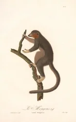 Lemur mongolský (Lemur Mongoz)