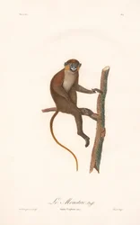 Opice kníratá (Simia cephus)