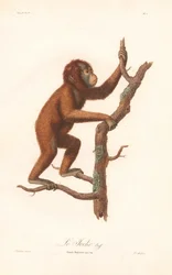 Orangutan (Simia satyrus)