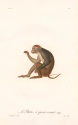 Opice Patas (Simia Patas)