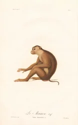 Makak vepří (Simia nemestrina)