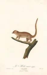 Lemur myšok (Lemur pusillus)