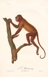 Křiklan červený (Simia seniculus)