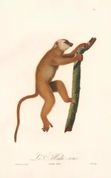 Lemur červený (Lemur rufus)