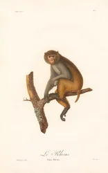 Makak rhesus (Simia Rhesus)