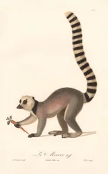 Lemur kata (Lemur catta)