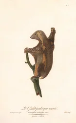Létající lemur skvrnitý (Galeopithecus variegatus)