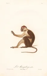 Varianta opice Grivetovy (Simia aethiops v.a.)
