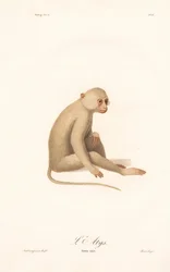 Gibon bělolící (Simia alys)
