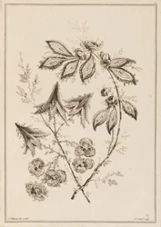Květinová větev