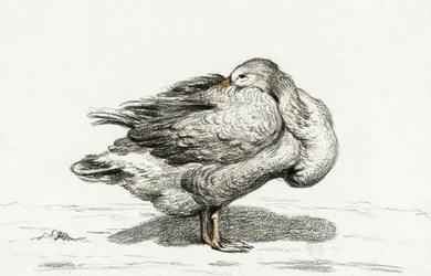 Husa (1816)