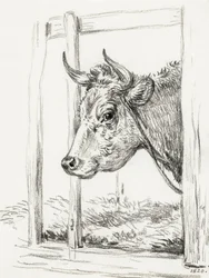 Hlava krávy (1820)