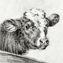 Hlava krávy