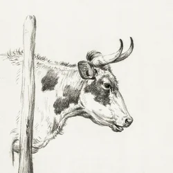 Hlava krávy, pohled zprava (1820)