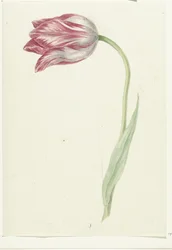 Růžový tulipán