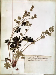 Alchemilla, z herbáře (lisované květy)