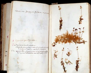 Stránky herbáře Jeana Jacquese Rousseaua (1712-1778), spisovatele a filozofa Lumieres, listy a květy s rukopisnými anotacemi