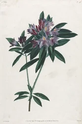 Pontský rododendron, 1805.