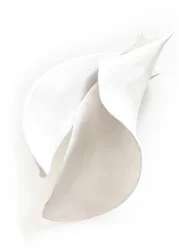 Bílé, klidné křivky