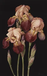 Irises, 2004 (wc na papíře)