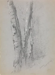 Studie Birch Trunks Scribners