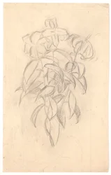 Květinová studie