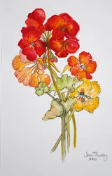 Pelargonie a nasturtium,2014,akvarel