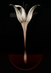 Krvácející lilie, 2013 (fotografie)